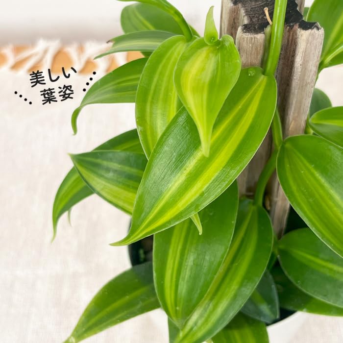 Amazon｜観葉植物 バニラ 3.5号鉢 蘭 ラン バニラビーンズ つる性 観葉